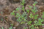 Butler's sandparsley